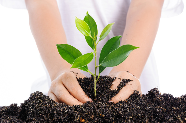 Boy planting young plant into the soil