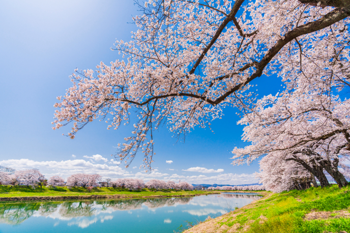 桜並木