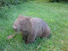 野生のウォンバット